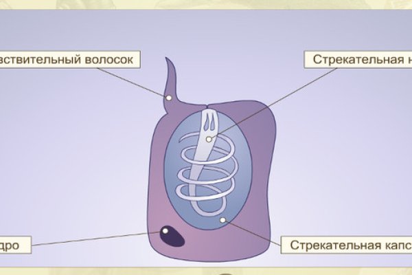Клир ссылка на кракен 2025